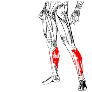 人的双腿解剖