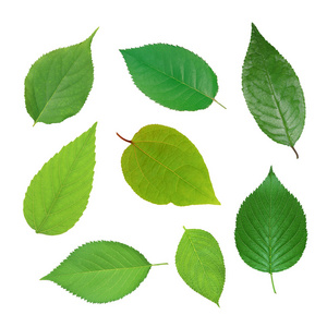 绿色春天树叶图片