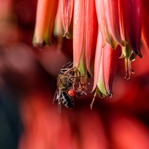 在南部非洲蜜蜂授粉红芦荟花的特写