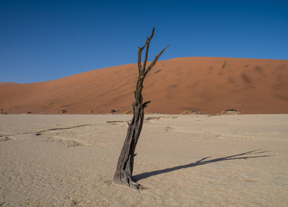 Deadvlei 在纳米比亚的特点是黑, 死骆驼刺树对比白色平底锅地面