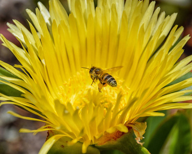 非洲南部酸无花果花上的角蜂蜜蜂特写照片