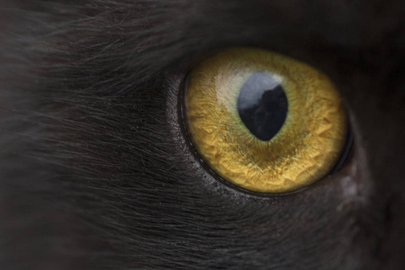 黄眼睛的猫关闭照片
