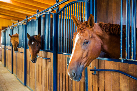 在一个马场照片