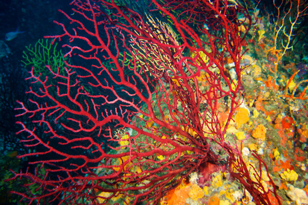 水下摄影的红色海洋生物柳珊瑚