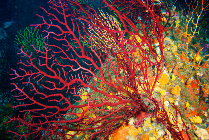 水下摄影的红色海洋生物柳珊瑚照片-正版商用图片0ozcg6-摄图新视界