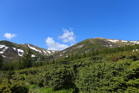 高山上的杉木与针叶树的自然景观