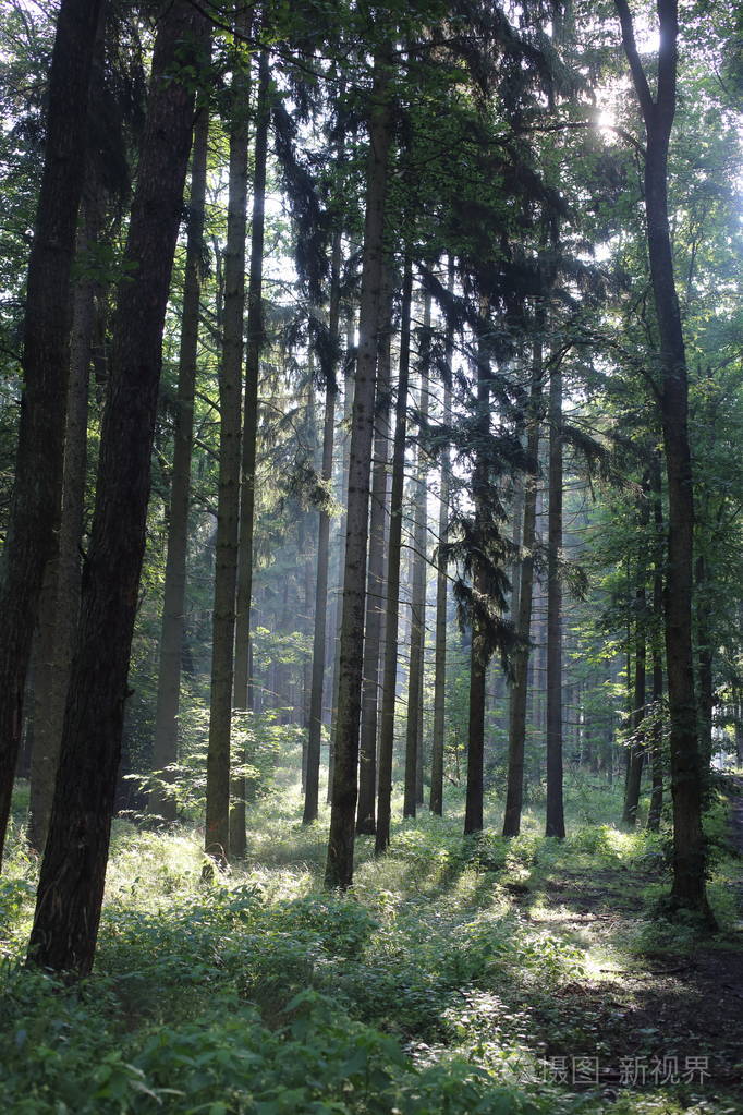 森林树木.自然绿色木阳光背景