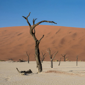 Deadvlei 在纳米比亚的特点是黑暗, 死骆驼荆棘树对比白色平底锅地面