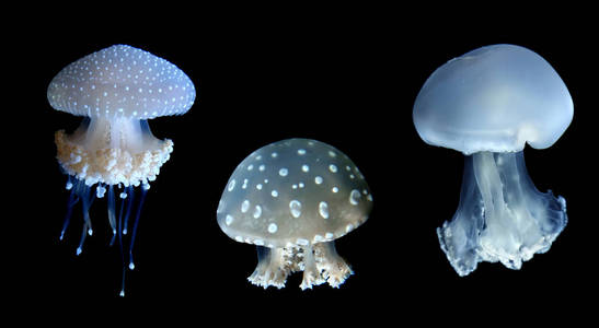 在黑色背景的三个水母物种。
