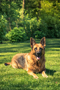 德国牧羊犬躺在草地上