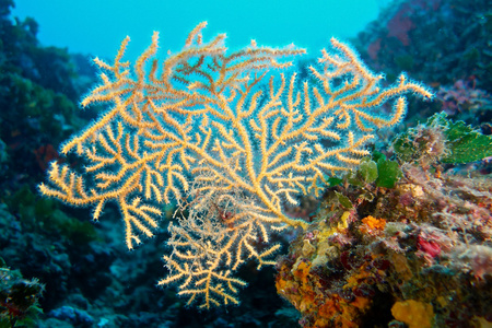 水下摄影的红色海洋生物柳珊瑚