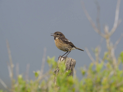 Stonechat, 黄连 rubicola rubicola, 单身女性在分支, 西班牙, 2018年5月