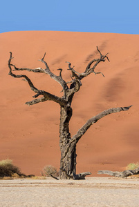 Deadvlei 在纳米比亚的特点是黑, 死骆驼刺树对比白色平底锅地面