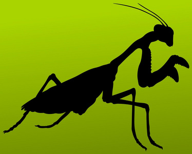 动物螳螂剪影矢量图照片