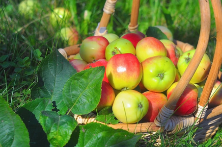 小多汁的苹果在篮子里，在绿色的草坪上