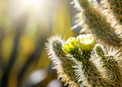 Cholla 仙人掌在模糊背景下日出开花的特写照片