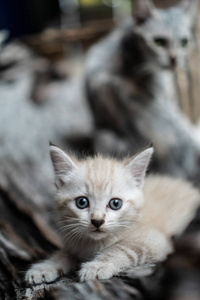 蓝色眼睛的小可爱猫在室外图片