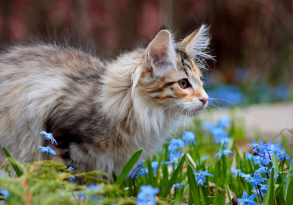 挪威森林猫小猫在阳光明媚的花园与蓝色的花朵