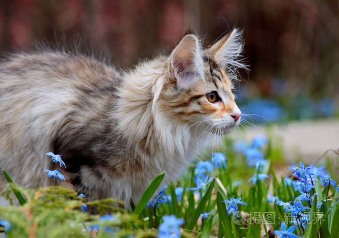 挪威森林猫小猫在阳光明媚的花园与蓝色的花朵照片 正版商用图片0oziiy 摄图新视界 挪威森林猫小猫在阳光明媚的花园与蓝色的花朵照片 正版商用图片0oziiy 摄图新视界