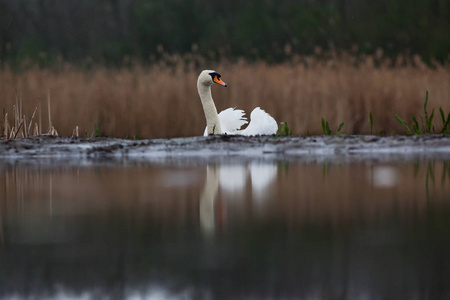 美丽的白色天鹅在湖野生动物在它的自然栖所