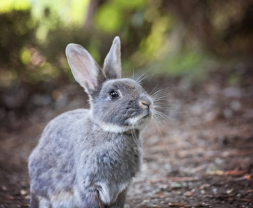 一个可爱的小兔子吃树叶在当地公园色调与复古复古 instagram 过滤效果应用程序或行动