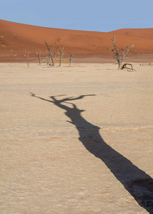 Deadvlei 在纳米比亚的特点是黑暗, 死骆驼荆棘树对比白色平底锅地面