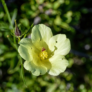 芙蓉草南非洲大草原上的芙蓉 aethiopicus 花照片