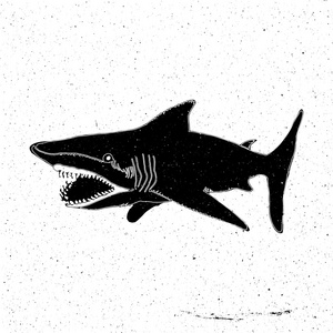 鲨鱼手绘图片