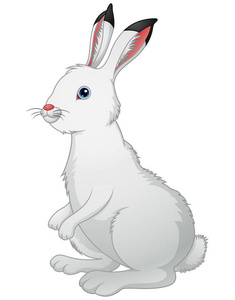 可爱的白兔，在白色背景上