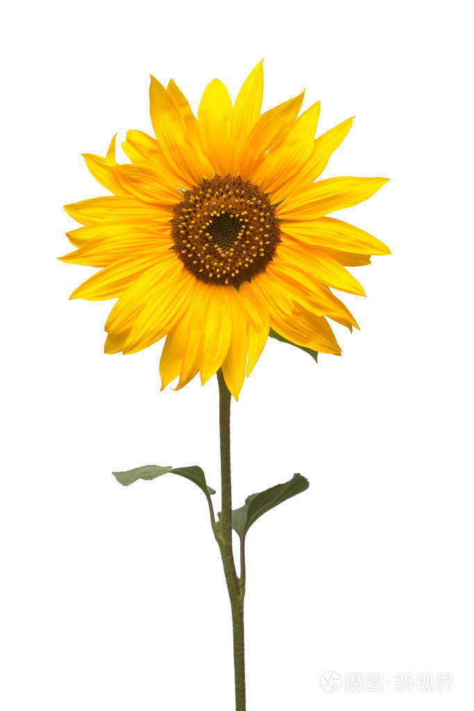 向日葵孤立在白色背景上的一朵.种子和油.平躺,顶视图