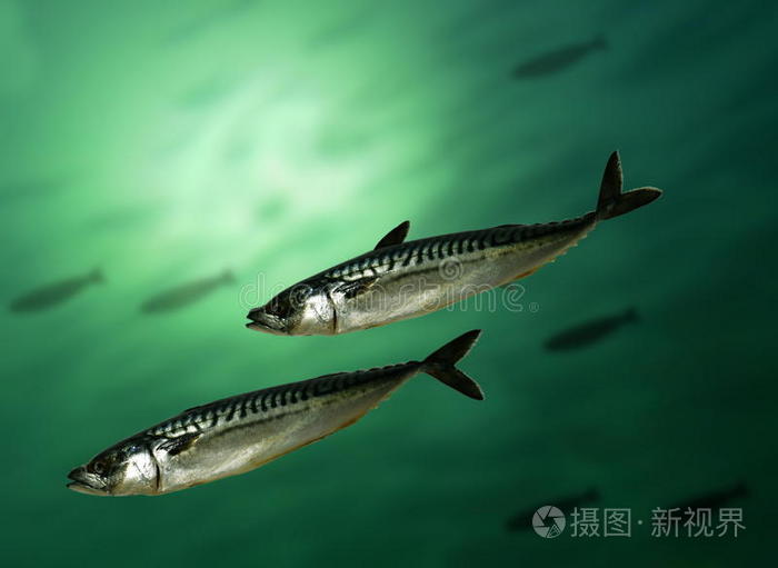 的国王鲭鱼鲭鱼鲜鳟鱼套餐鲭鱼分离鲭鱼分离柠檬鳟鱼孤立鲱鱼鲜鳟鱼