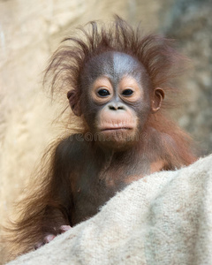 滑稽脸红毛猩猩-长着滑稽的脸的婴儿照片