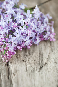 丁香花枝