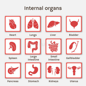 带有人体器官的图标信息图形集