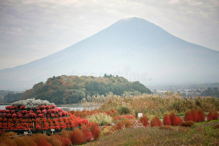 红松富士山图片