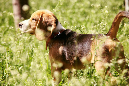 小猎犬小狗第一次在高高的草地上打猎