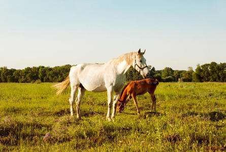 草地上的母马和小马驹