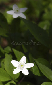 白花银莲花