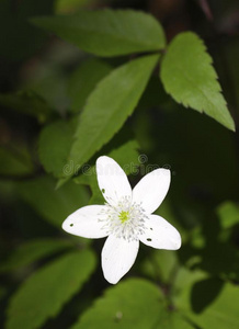 白花银莲花