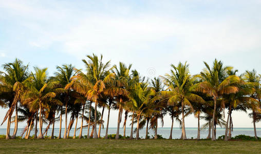 热带目的地的一排棕榈树