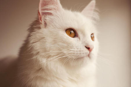 白波斯猫