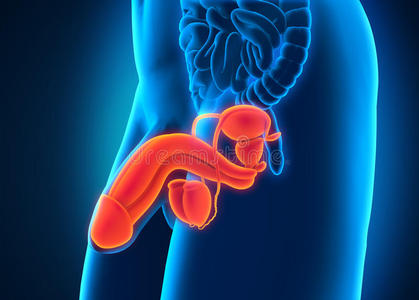 男性膀胱图片