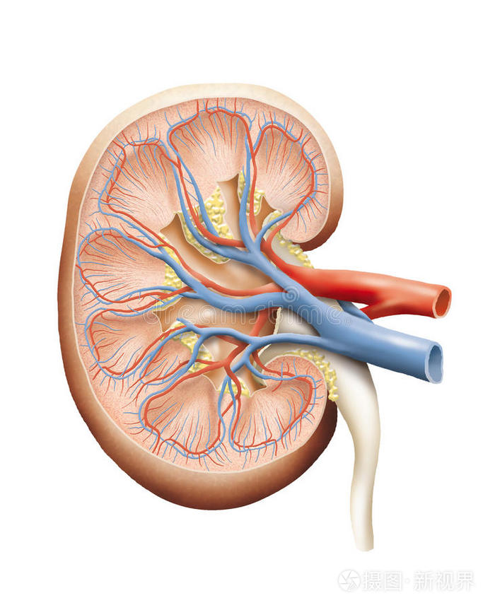肾脏图片 解剖图真实图片