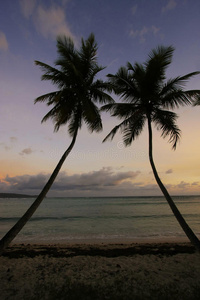 日出时的棕榈树剪影，拉斯盖拉斯海滩
