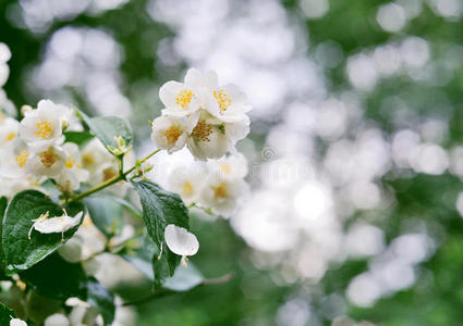 茉莉白花图片