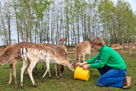 欧洲 动物 牧场 喂养 好奇心 哺乳动物 拉脱维亚 农场