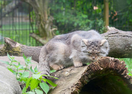 帕拉斯的猫