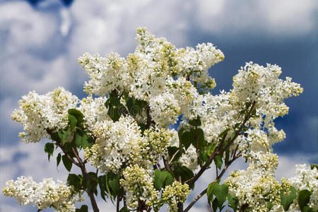 丁香花。