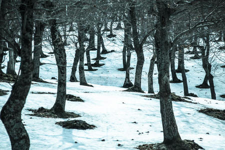 树干和雪