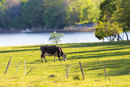 在水附近吃草的牛